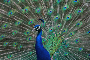 Photo of peacock with its detailed wings filling the photo. 