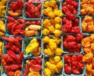 assortment of Chiles from Lehigh Valley Annual Chile Pepper Festival