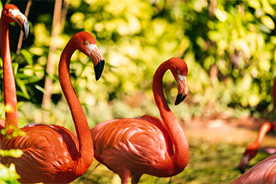 Flamingos with greenery in the background at the Salisbury Zoo