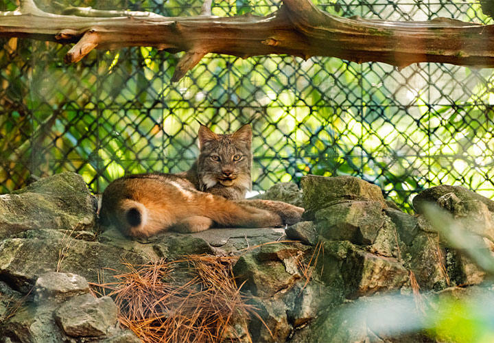 Lynx sitting on rocks at the Salisbury Zoo