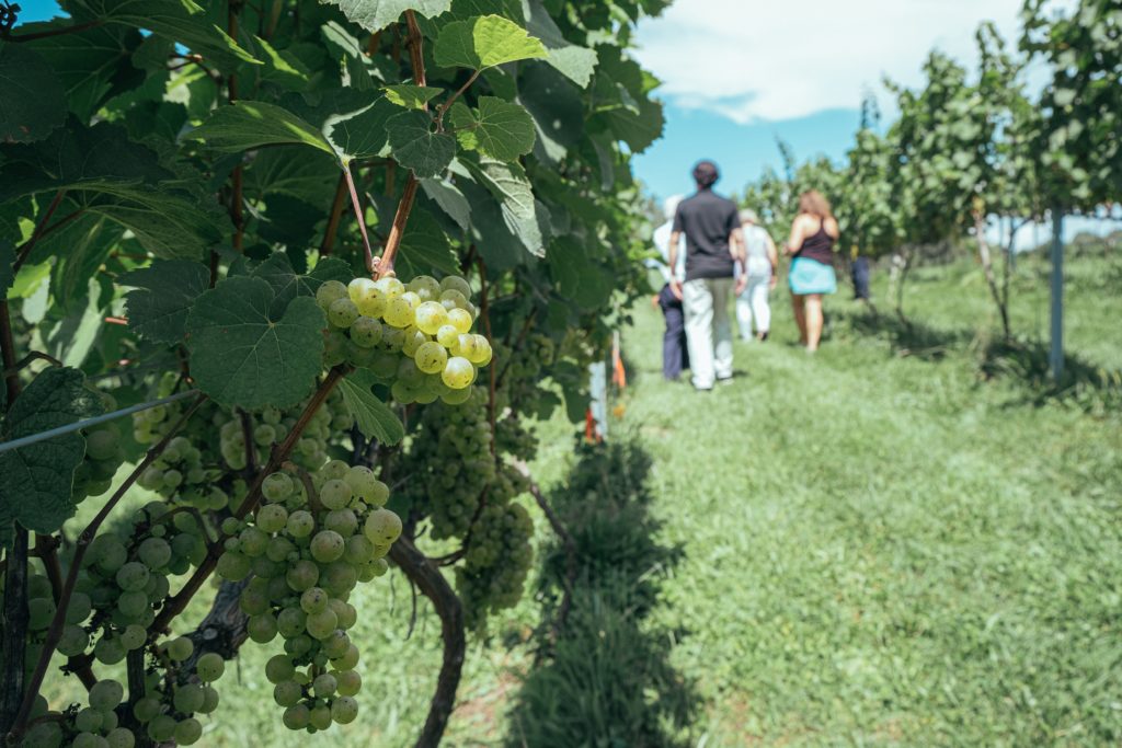 grapes in vineyard with people in background