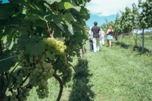 grapes in vineyard with people in background