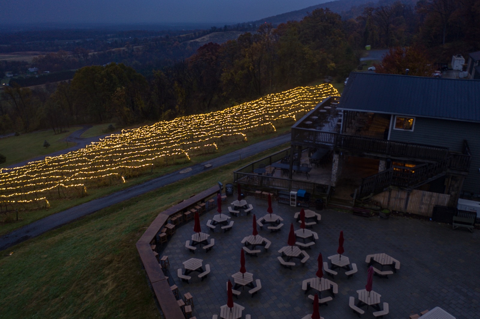Lights in the Vines